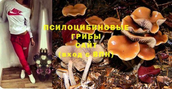 индика Ельня